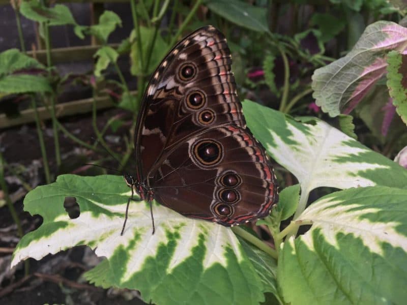 Stratford upon Avon Butterfly Farm