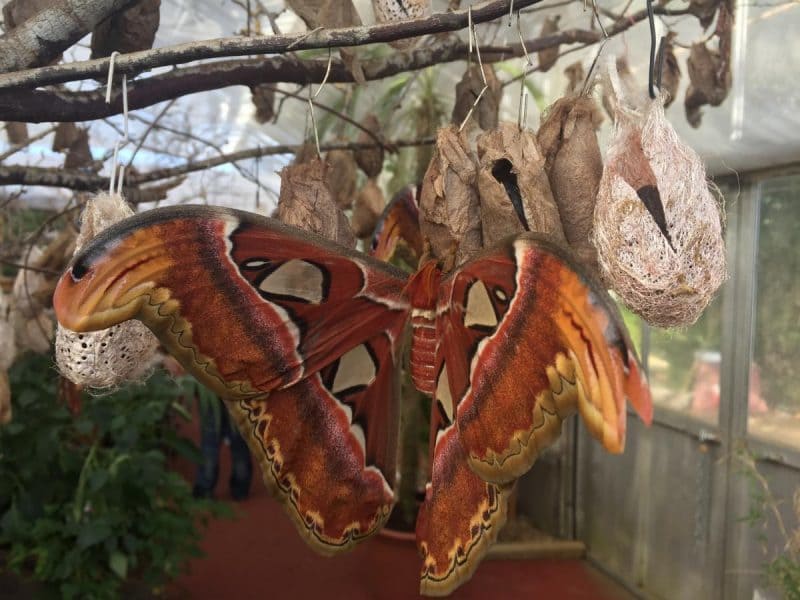 Stratford upon Avon Butterfly Farm