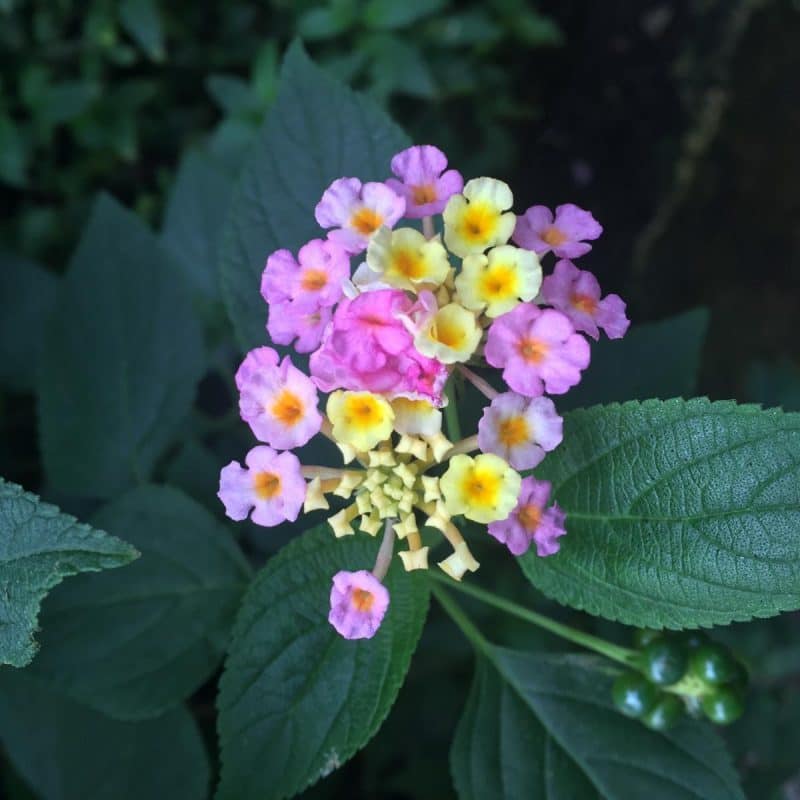 Stratford upon Avon Butterfly Farm