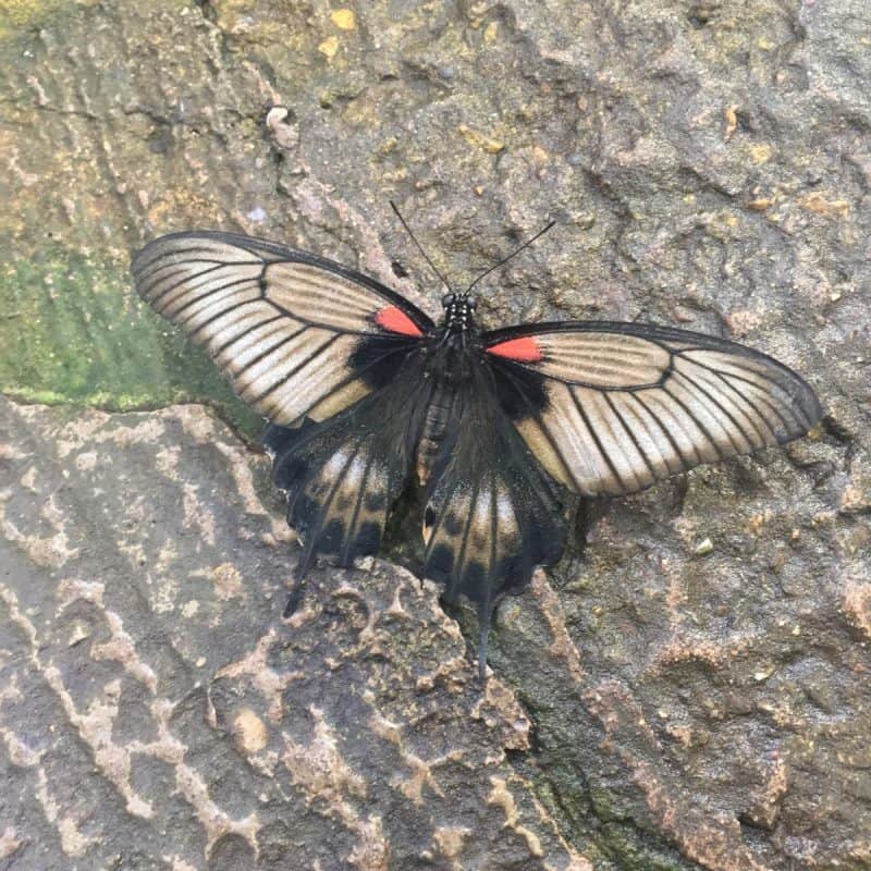 Stratford upon Avon Butterfly Farm