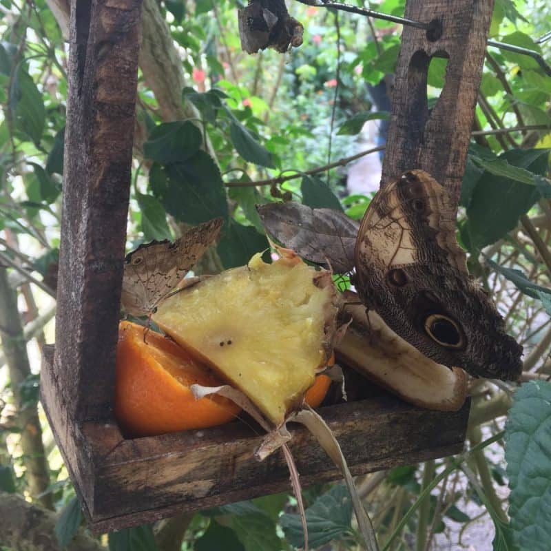 Stratford upon Avon Butterfly Farm