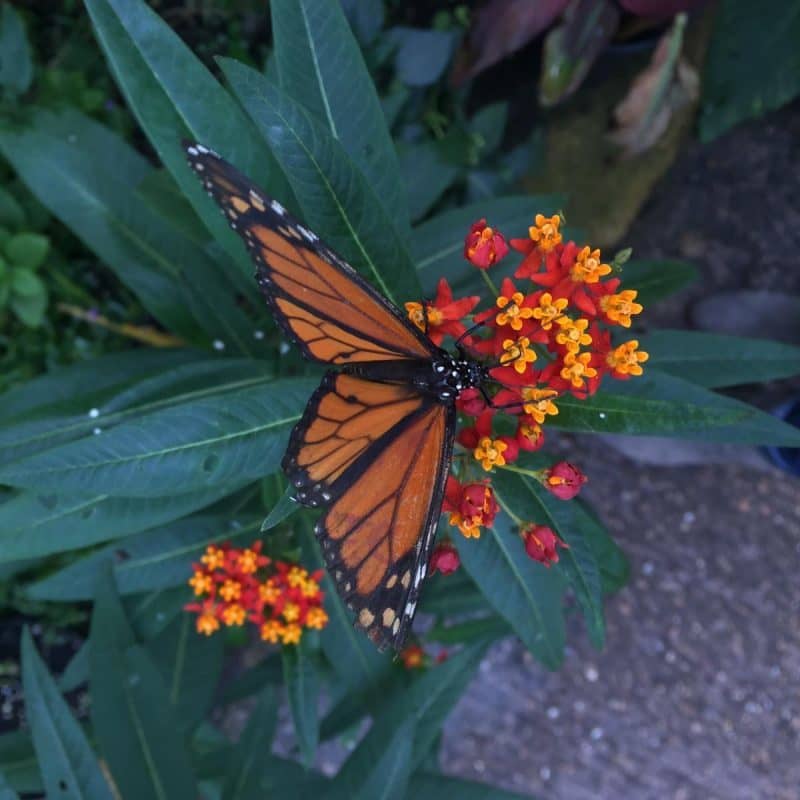 Stratford upon Avon Butterfly Farm