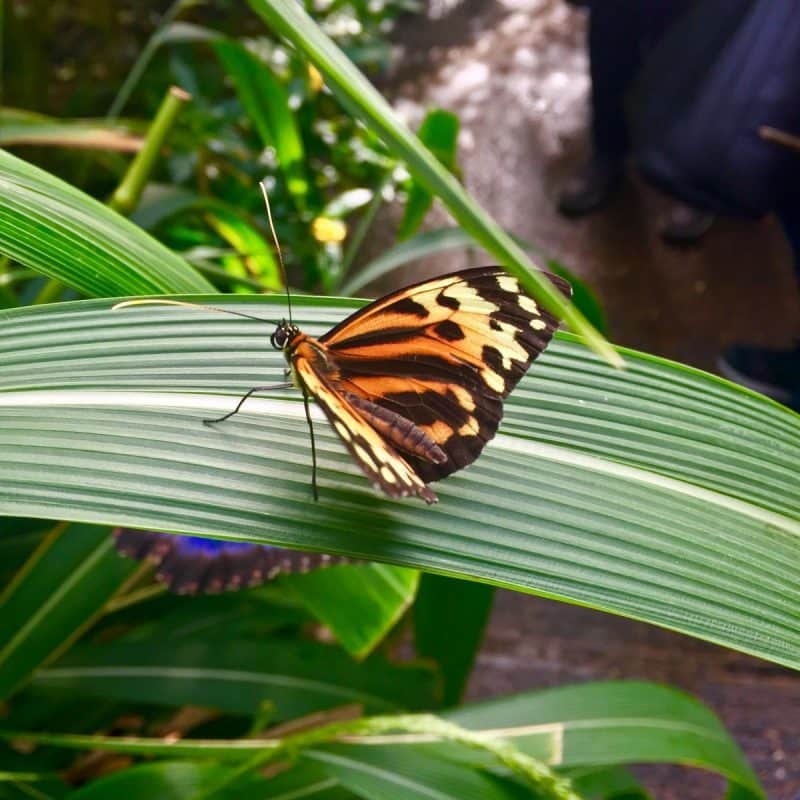 Stratford upon Avon Butterfly Farm