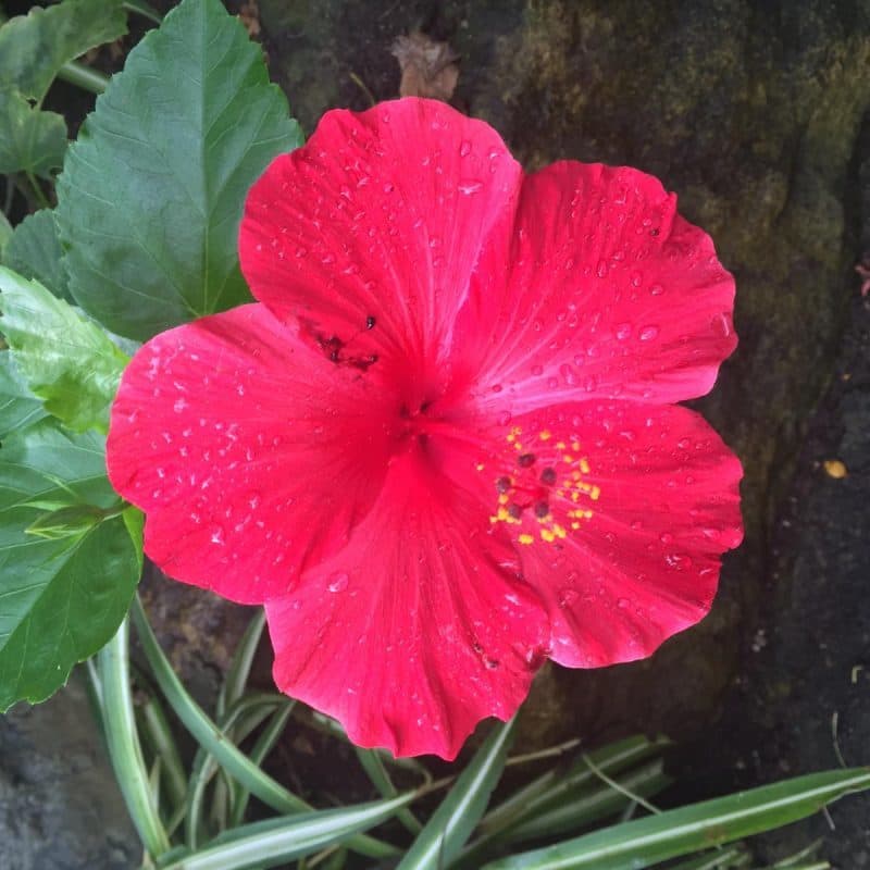 Stratford upon Avon Butterfly Farm