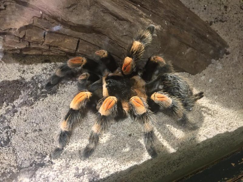 Stratford upon Avon Butterfly Farm
