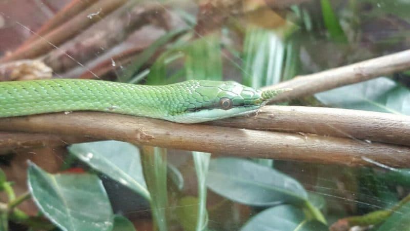 Stratford upon Avon Butterfly Farm