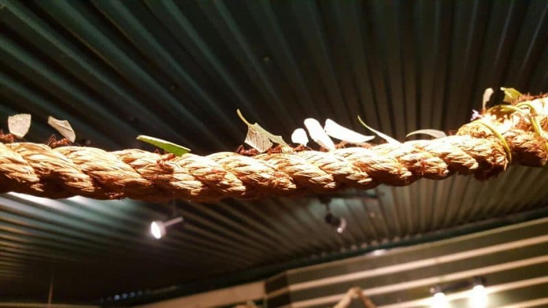 Stratford upon Avon Butterfly Farm