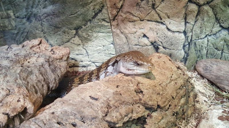 Stratford upon Avon Butterfly Farm