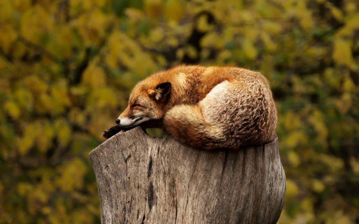 Catch Up On That Beauty Sleep