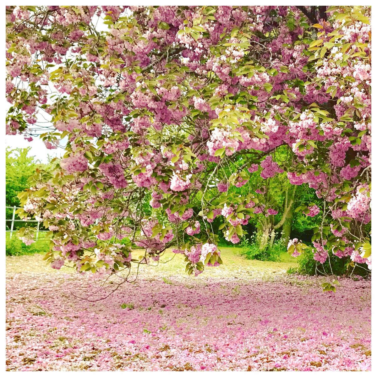 Be Like A Tree - Wednesday Wisdom 25