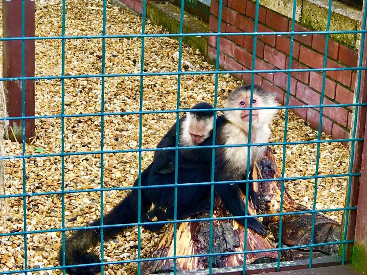 The Isle Of Wight Monkey Haven