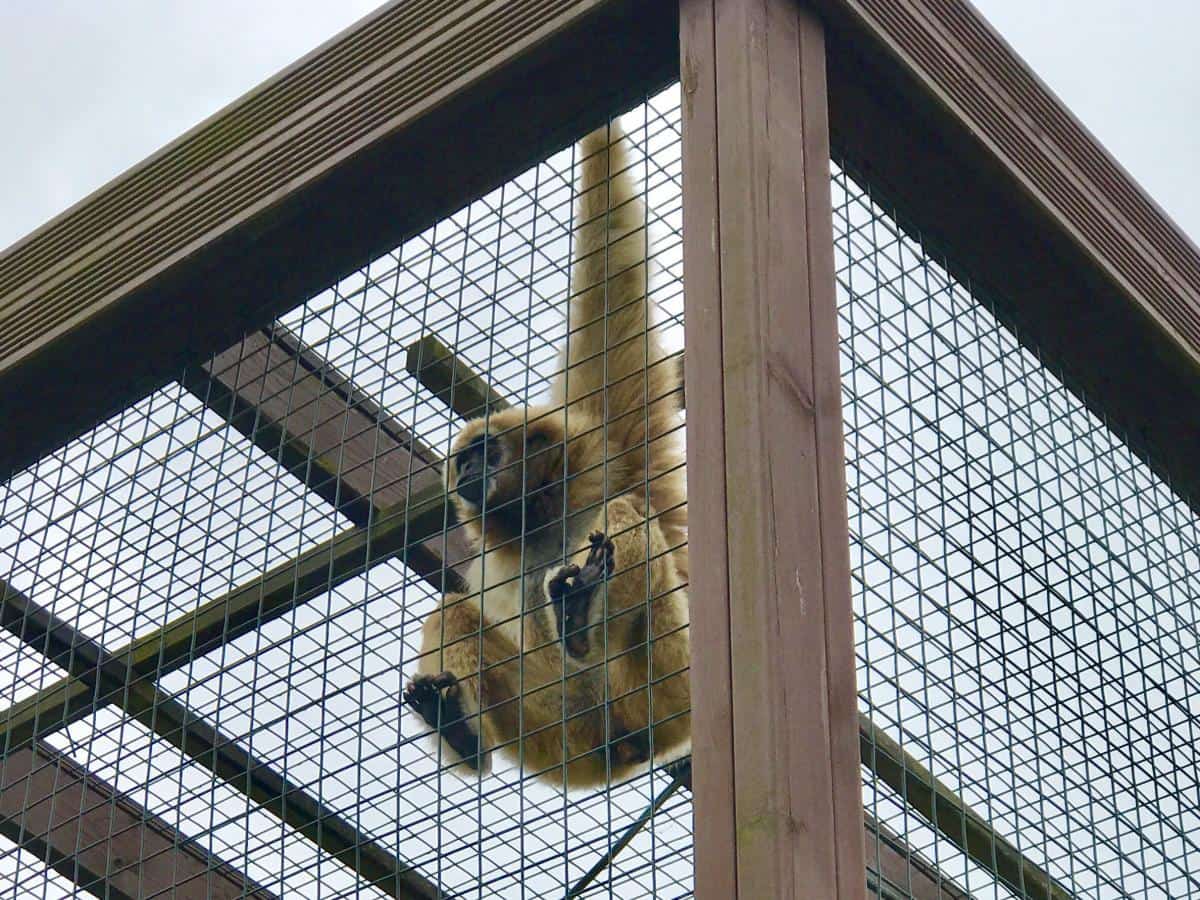 The Isle Of Wight Monkey Haven
