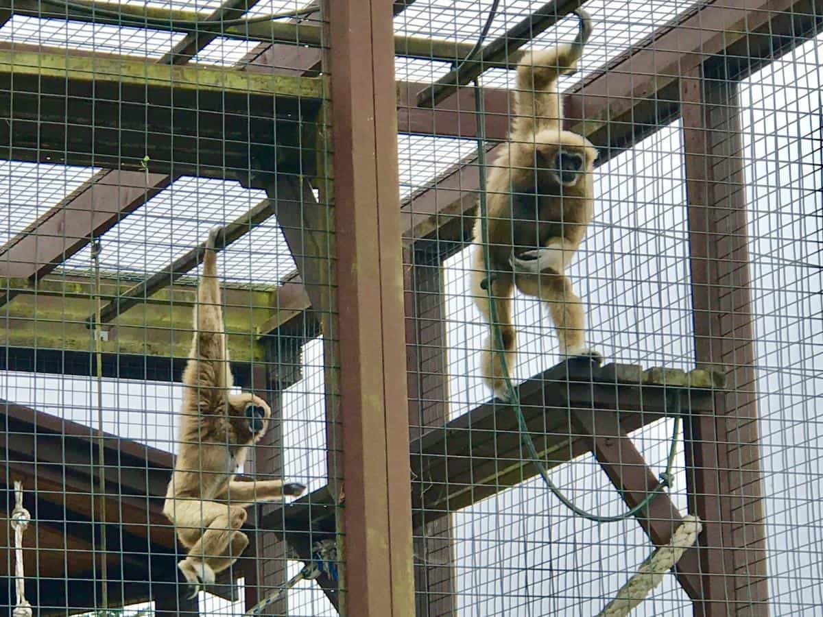 The Isle Of Wight Monkey Haven