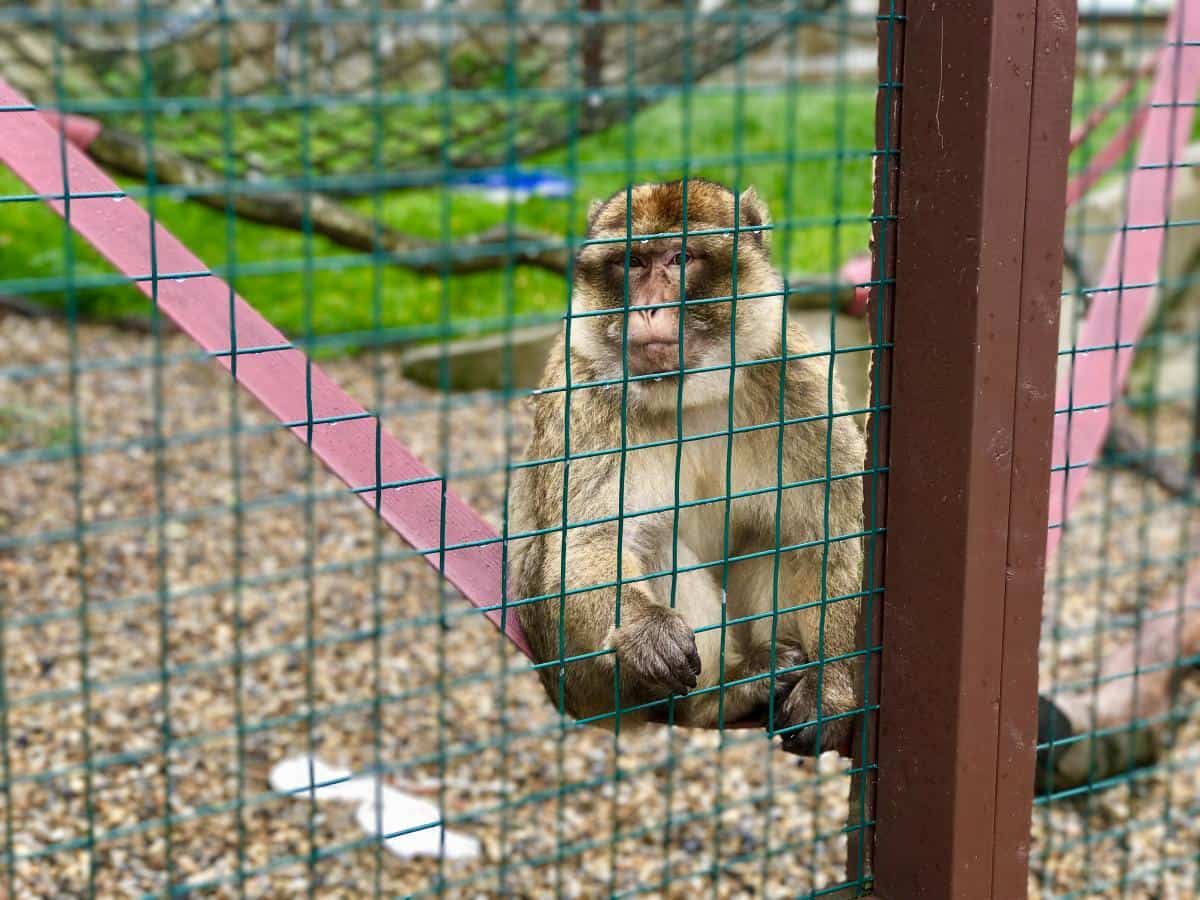 The Isle Of Wight Monkey Haven