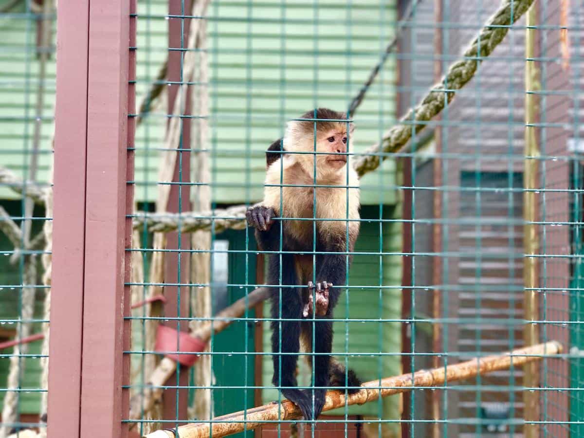The Isle Of Wight Monkey Haven