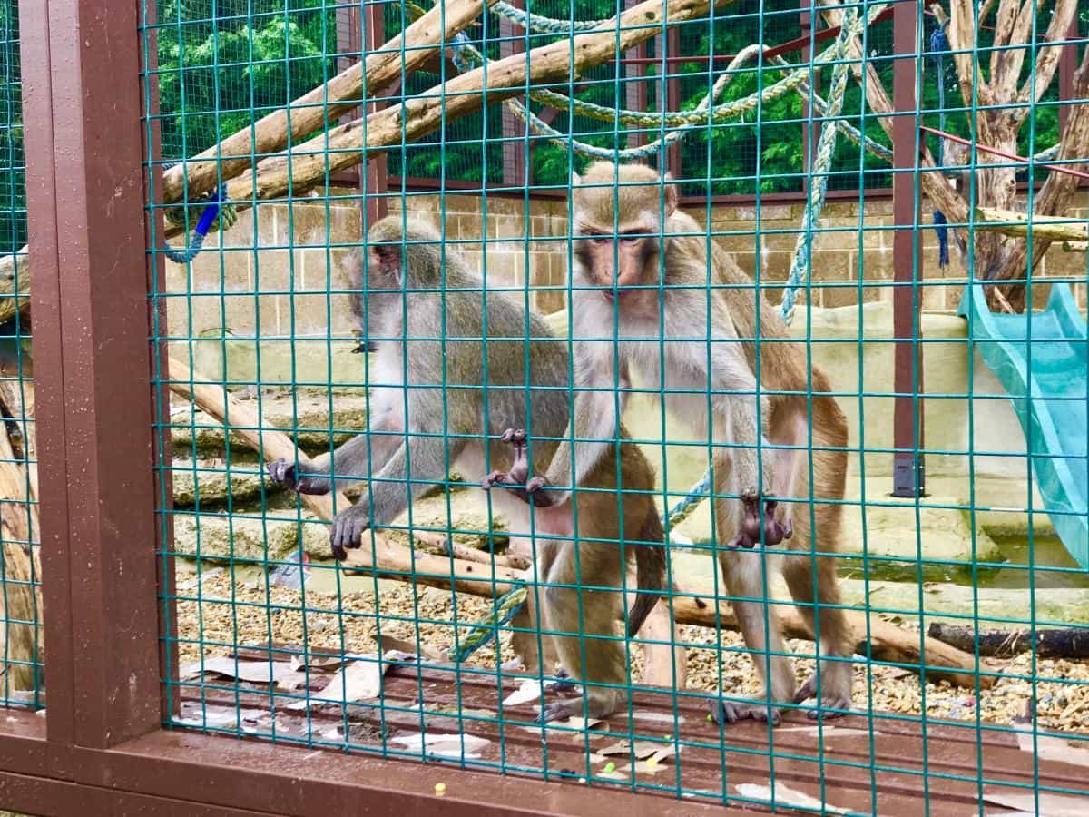 The Isle Of Wight Monkey Haven