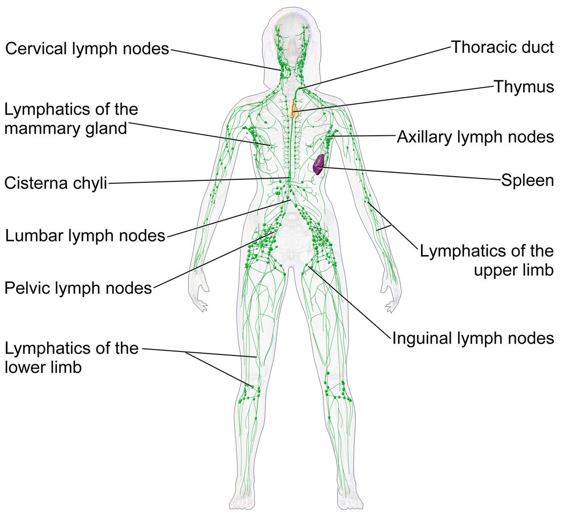Blausen Female Lymphatic System
