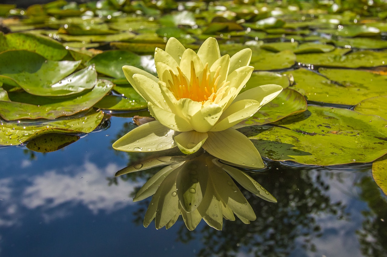 Setting Up a Garden Pond within a Small Budget