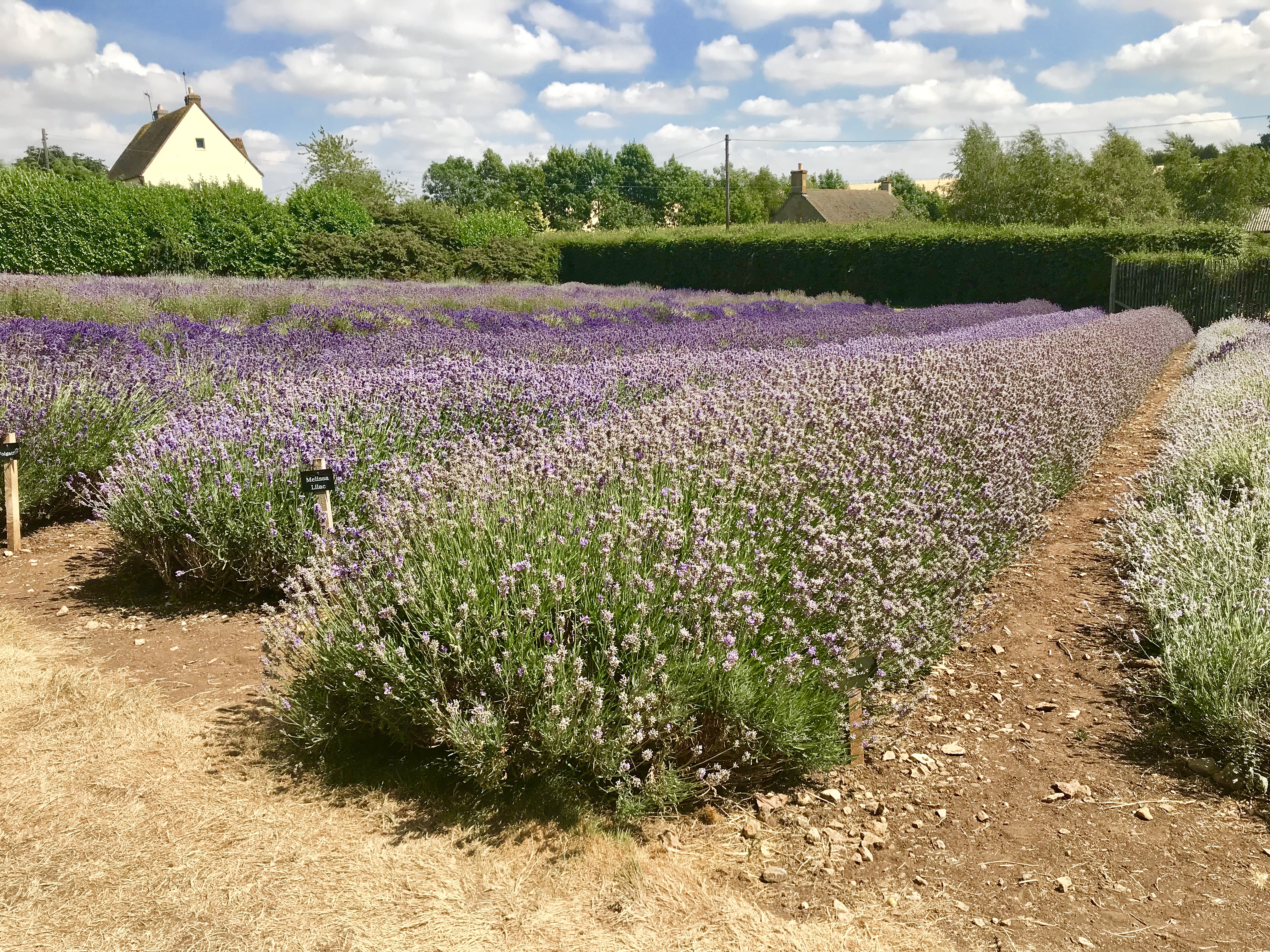cotswold lavender