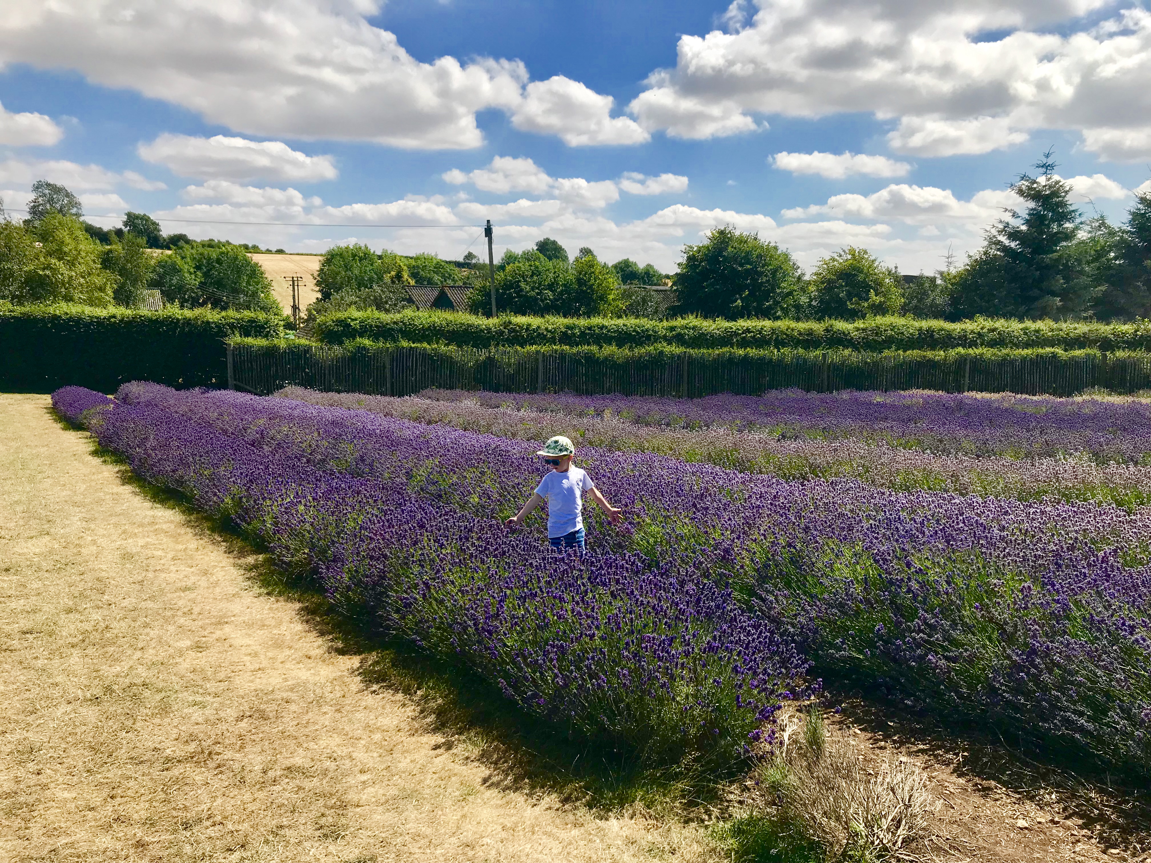 cotswold lavender
