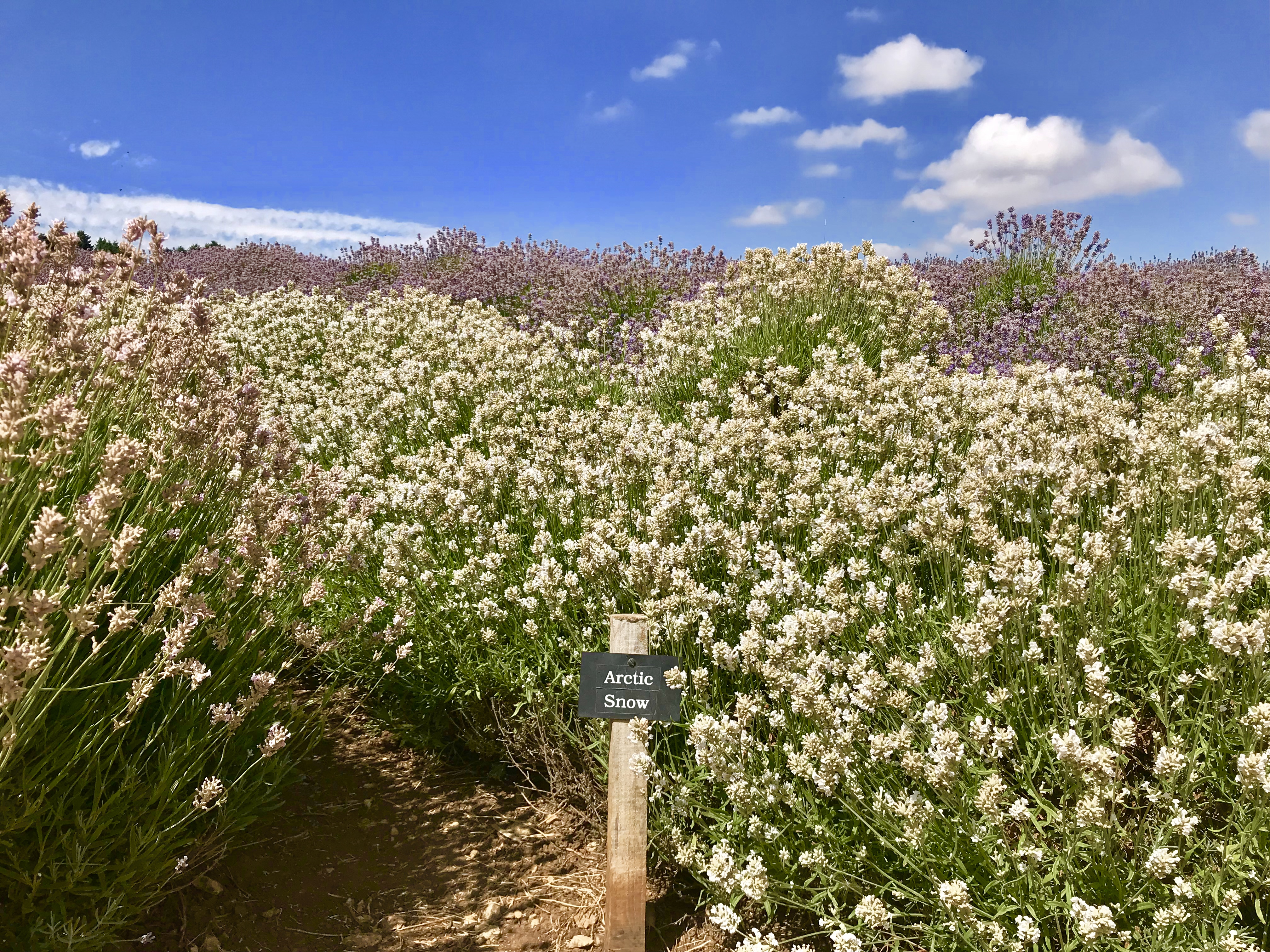 cotswold lavender