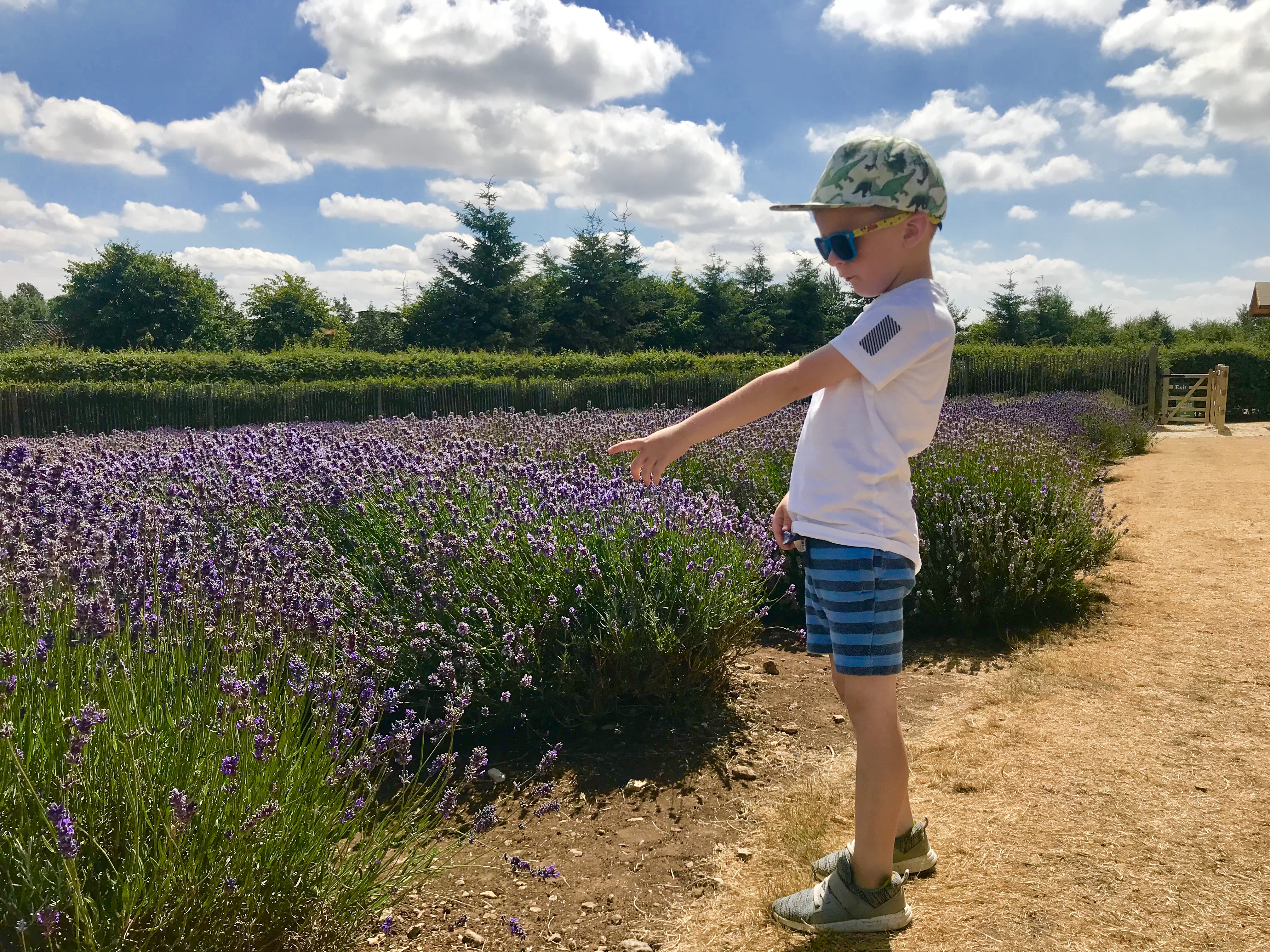 cotswold lavender