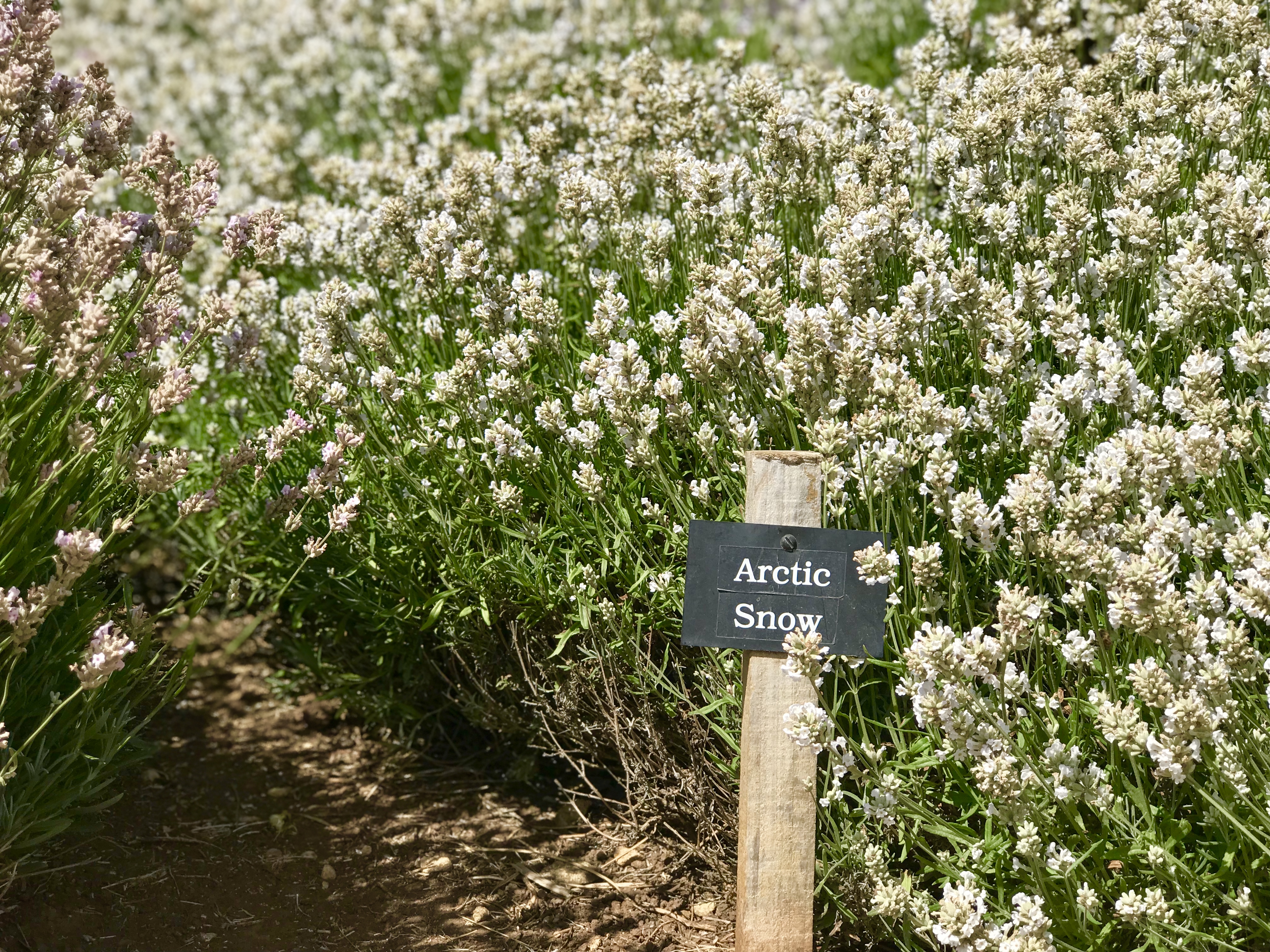 cotswold lavender