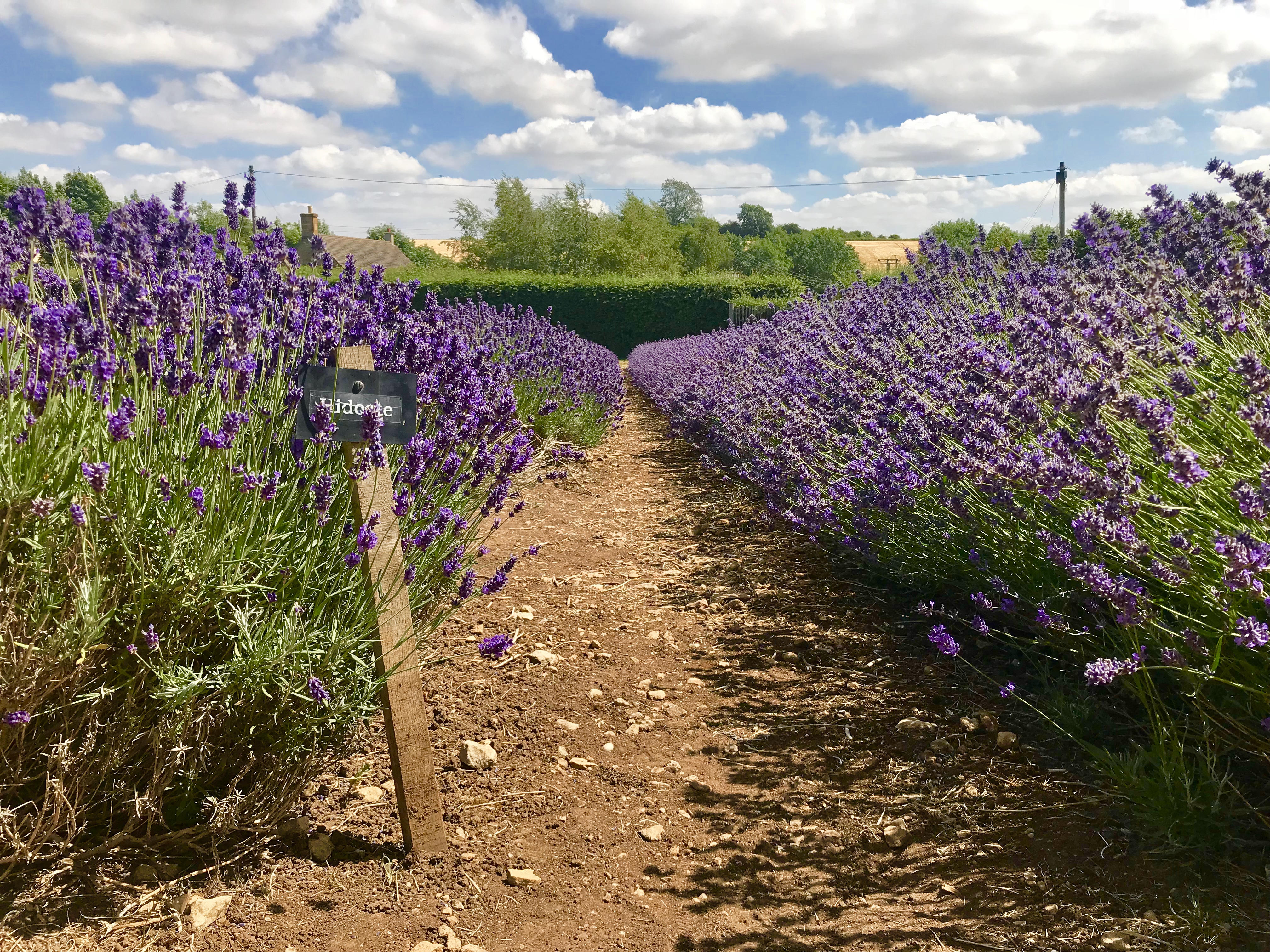 cotswold lavender