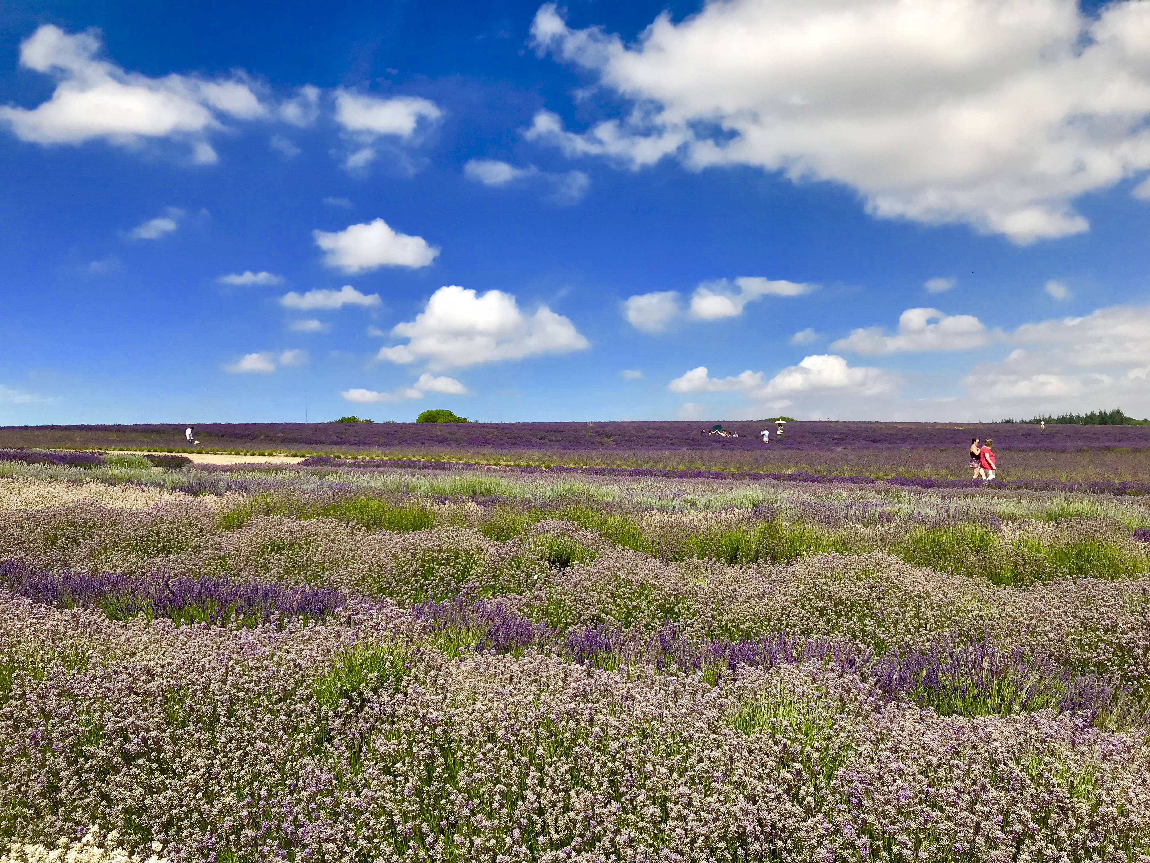 cotswold lavender