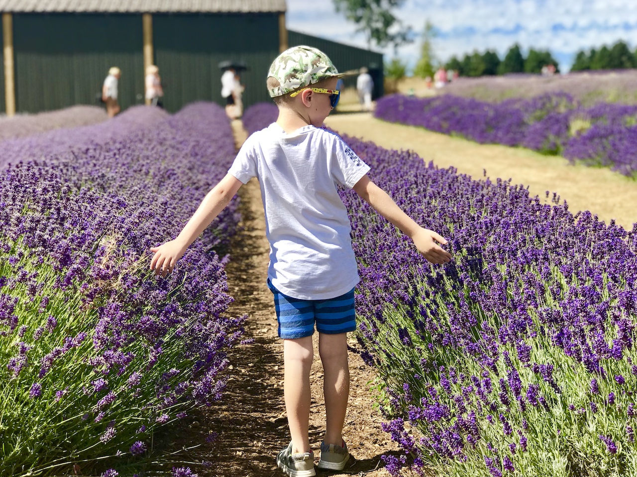 cotswold lavender
