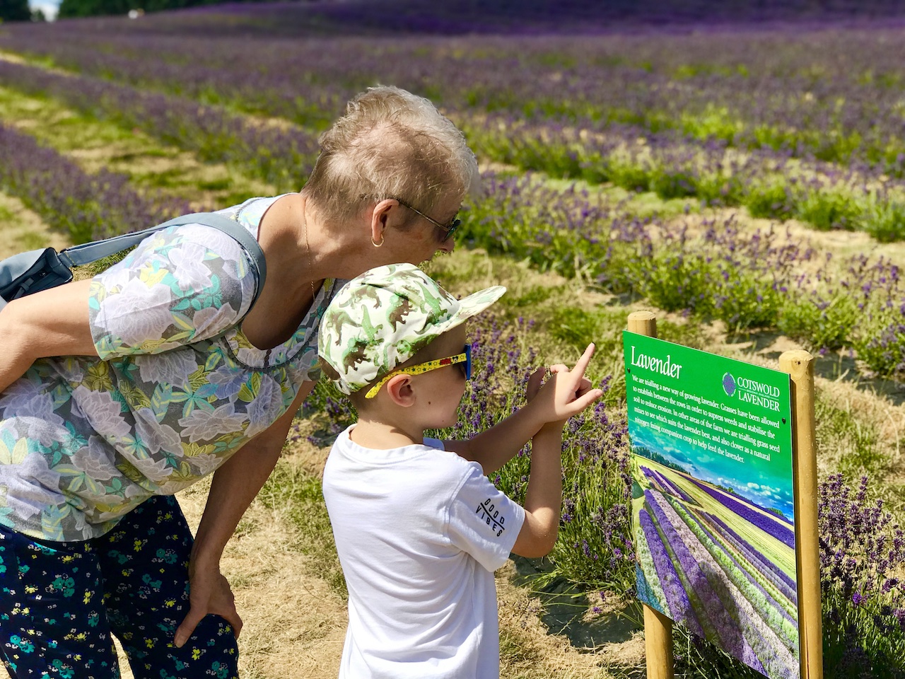 cotswold lavender