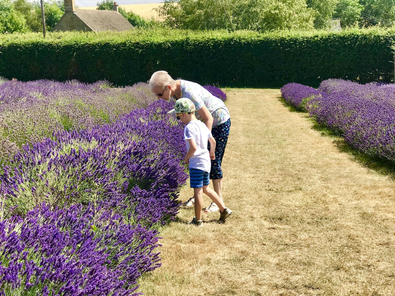 cotswold lavender