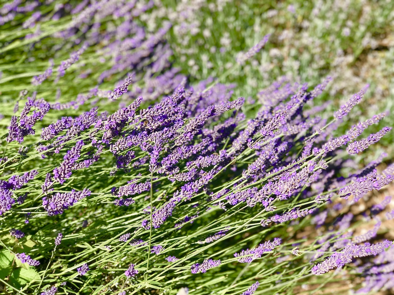 cotswold lavender