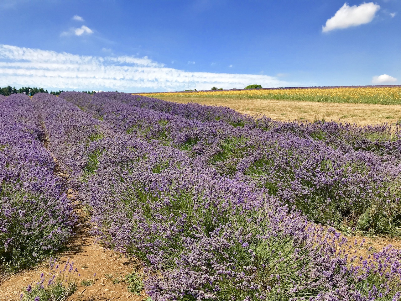 cotswold lavender