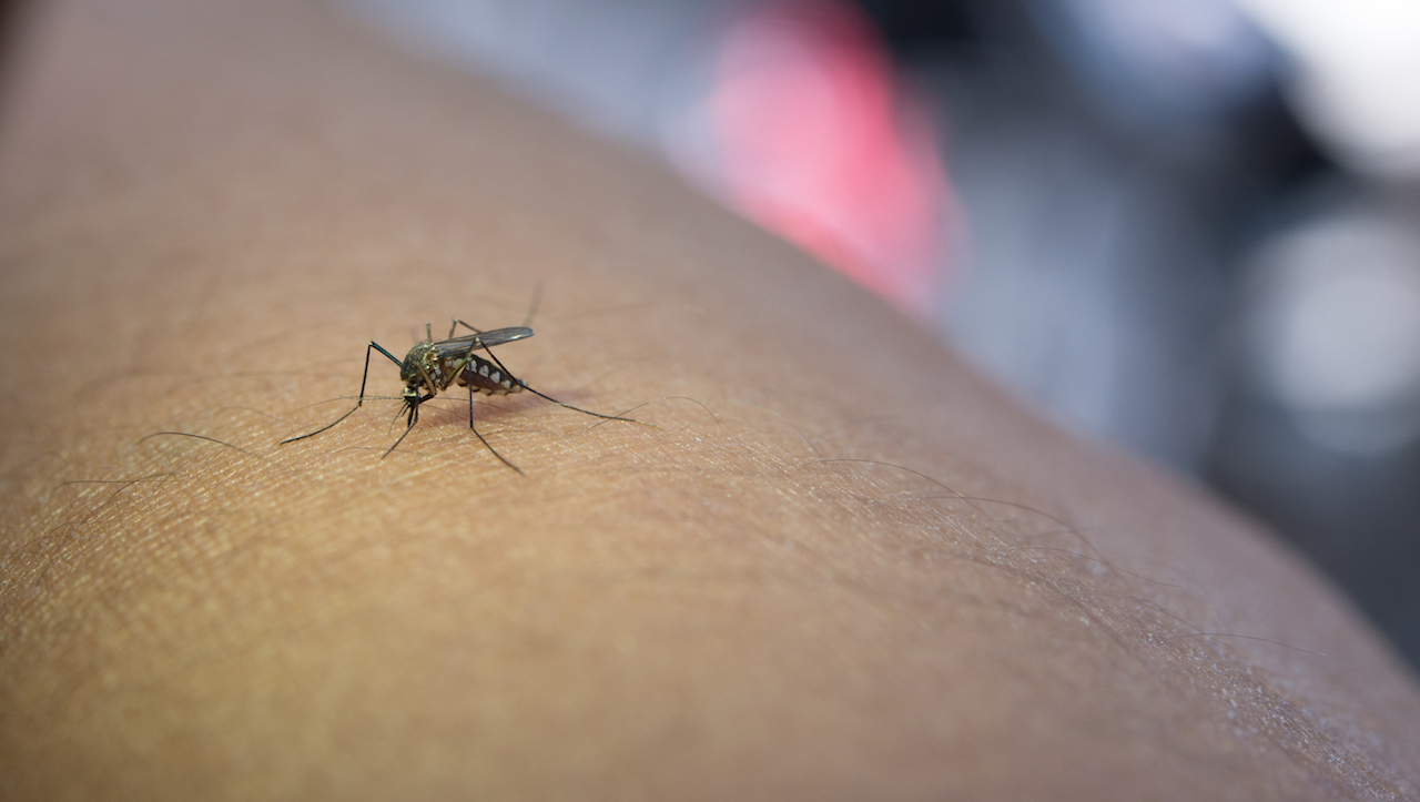 Malaria - Close-up of mosquito sucking blood from human arm.