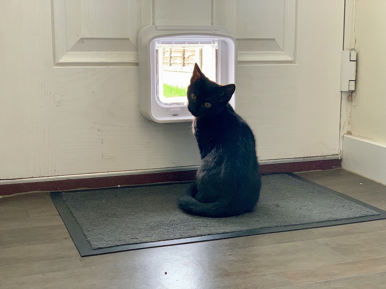 Microchip Cat Flap
