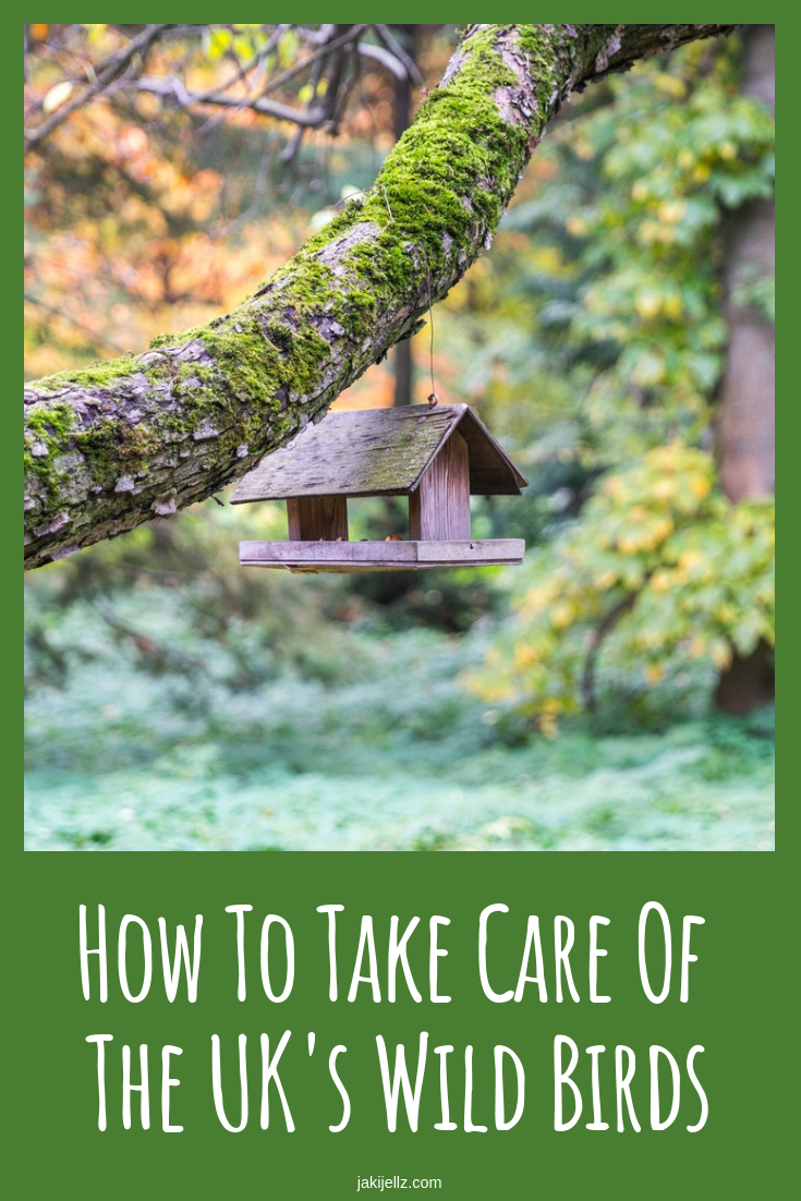 How To Take Care Of The UK's Wild Birds
