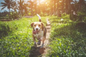 The Important Spring Checklist for Your Pet