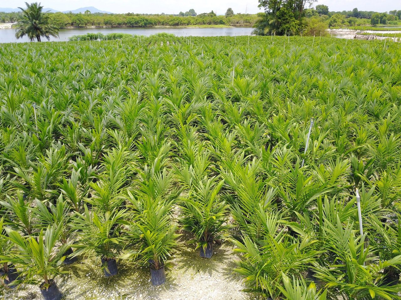The hidden palm oil in your shopping list