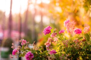 How To Get Your Family Garden Ready For The Heat