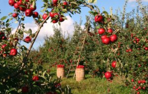 Garden Security Tips For Your Outdoor Space