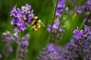 How to Encourage & Save Bees With Your Kids