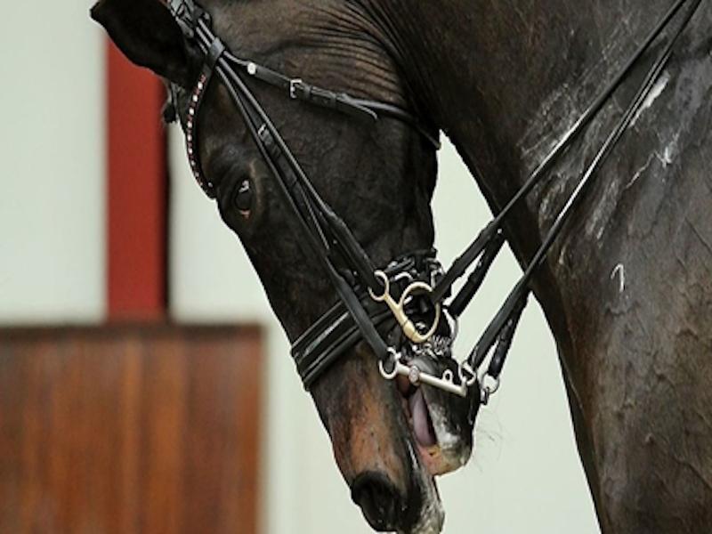 Inevitable Harm of Horse Riding