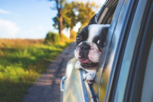 Road Travel With A Dog- How To Keep Your It Happy & Comfortable