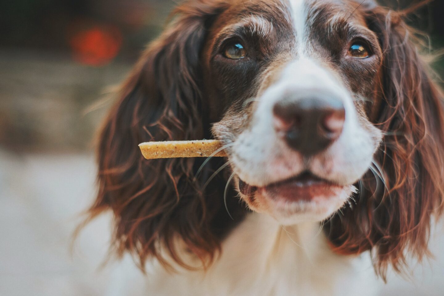 Make Your Own Dog Treats