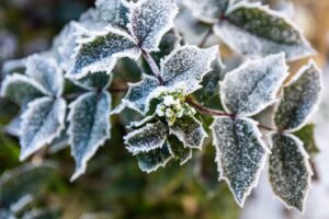 Navigating Winter Plant Loss: Understanding, Prevention, and Recovery
