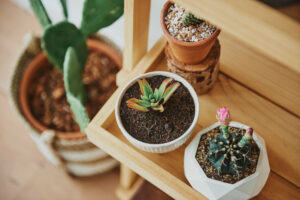 House Plants to Bring into Your Home