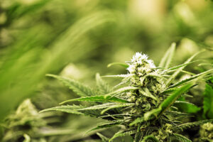 Best Way to Consume Sour Tsunami Hemp Flower