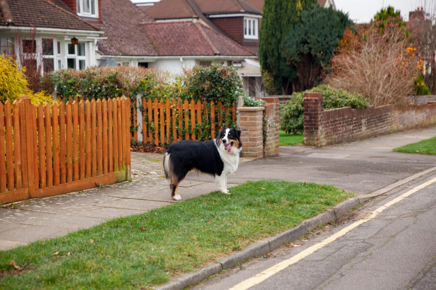 What Happens When Your Dog Bites Someone on Your Property