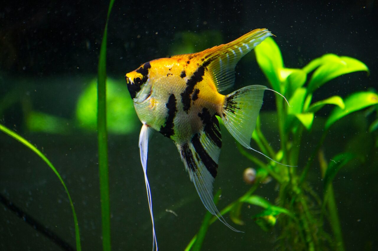Building a Peaceful Home Aquarium: The Best Aquaculture Fish for Beginners